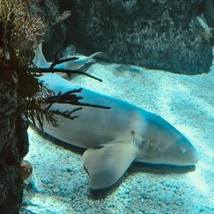 Meet your Posher, Dekota